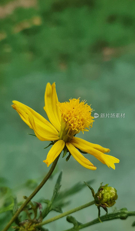 The kenikir flower, also known as the yellow cosmos flower, is blooming with flower buds and green leaves. This flower can be propagated by seeds.